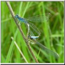 Ischnura elegans - Grosse Pechlibelle 03.jpg